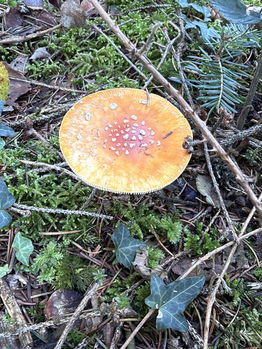 Fly Agaric