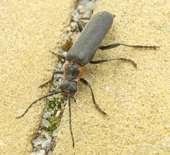 Cantharis pulicaria