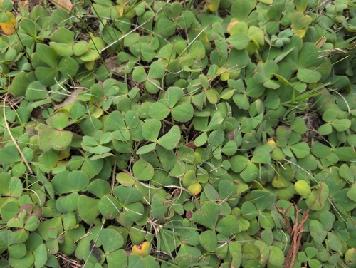 Purple woodsorrel