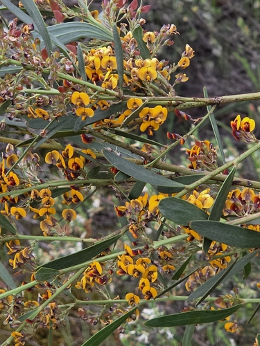 Daviesia mimosoides observed 2026-10-13