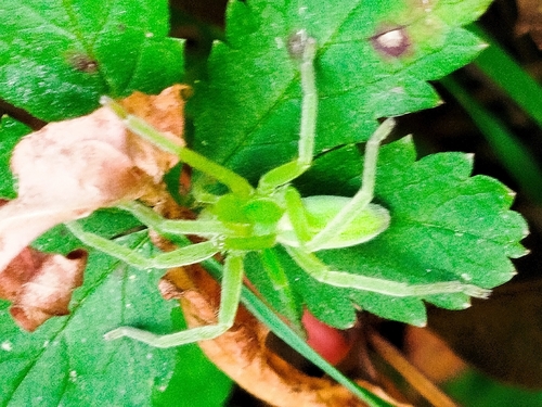 Green Huntsman Spider