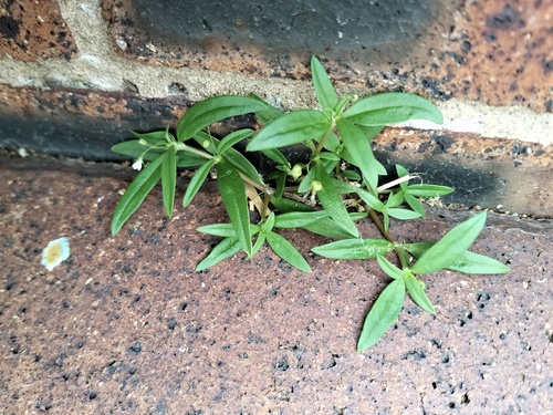 Old World Diamond Flower