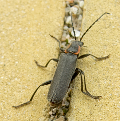 Cantharis pulicaria