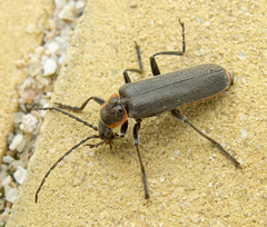 Cantharis pulicaria