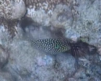 Canthigaster jactator observed 2026-10-12