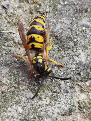 German Yellowjacket