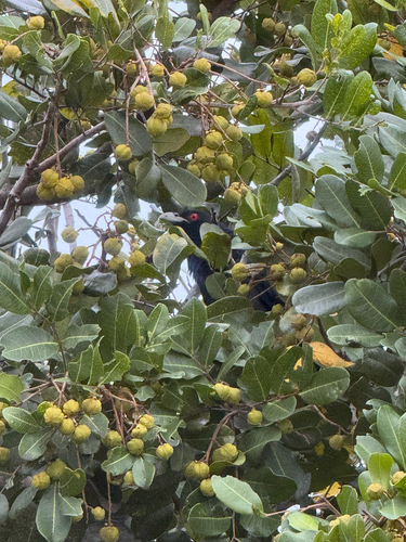 Pacific Koel