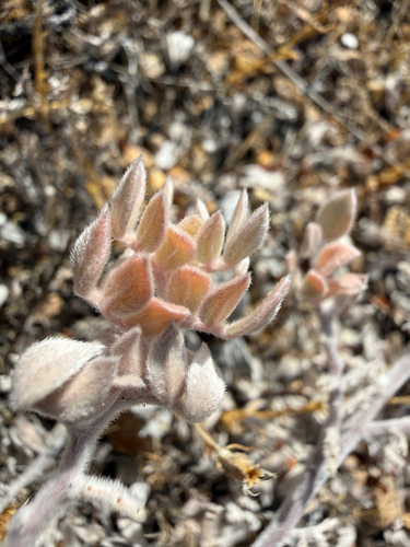 Acmispon argophyllus observed 2026-10-11