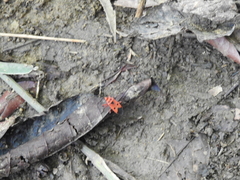 Physopelta slanbuschii