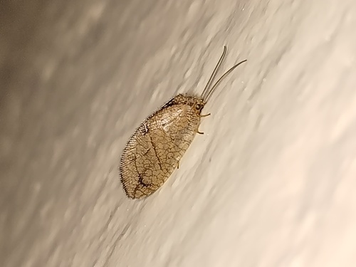 Crisopa parda