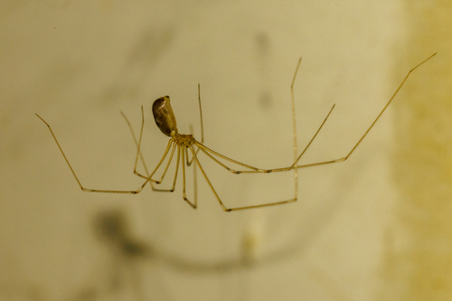 Long-bodied Cellar Spider