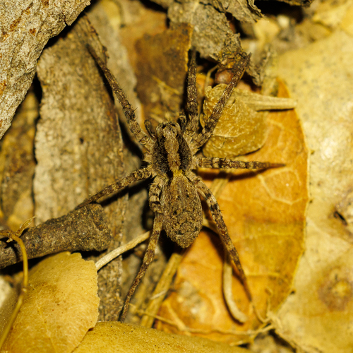 Koch's Wolf Spider