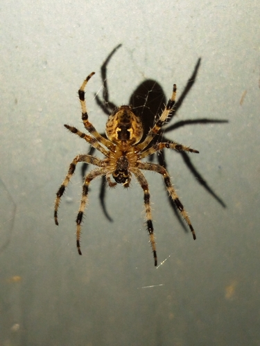 Cross Orbweaver