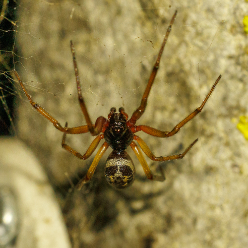 Noble False Widow