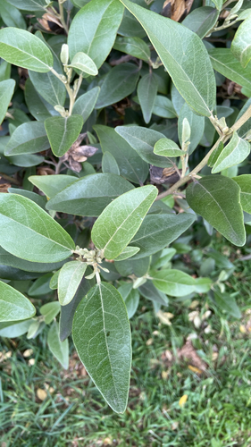 Lagunaria patersonia observed 2026-10-13