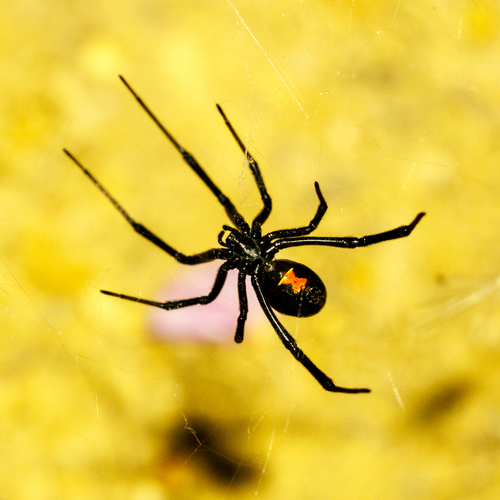 Western Black Widow