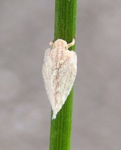 Mimophantia observed 2026-10-13