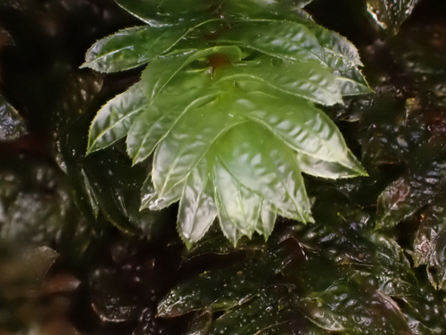 Mesochaete undulata observed 2026-10-13