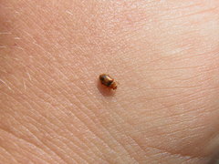 Coccidula scutellata