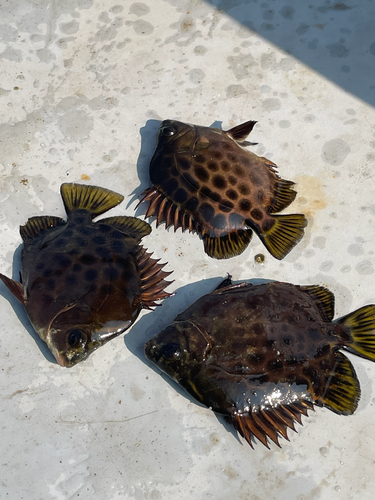 Scatophagus argus observed 2026-10-13