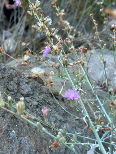 Stephanomeria cichoriacea observed 2026-10-08