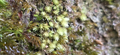 Leucobryum aduncum observed 2026-10-13