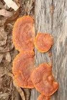 Fungi