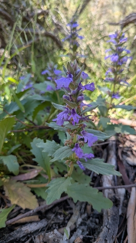 Austral Bugle