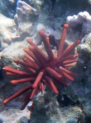 Heterocentrotus mamillatus observed 2026-10-12