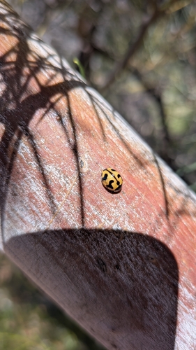 Small Transverse Ladybird Beetle