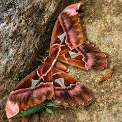 Rothschildia speculifer