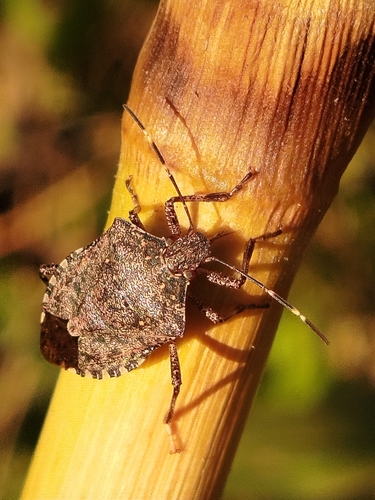 Brown Marmorated Stink Bug