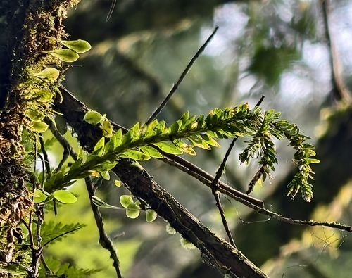 Phlegmariurus fordii observed 2026-10-13