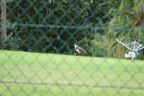 Black-shouldered Masked Lapwing