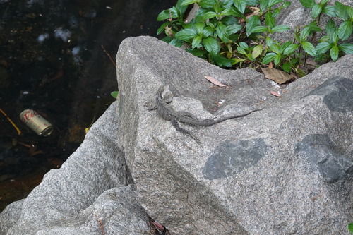 Eastern Water Dragon