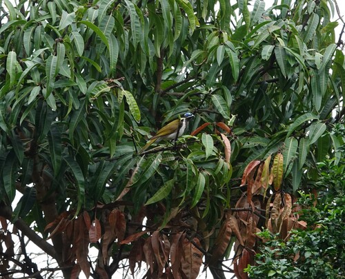 Blue-faced Honeyeater