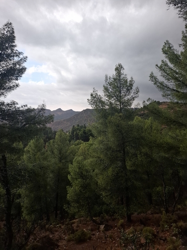 Aleppo pine