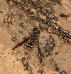 Antepipona