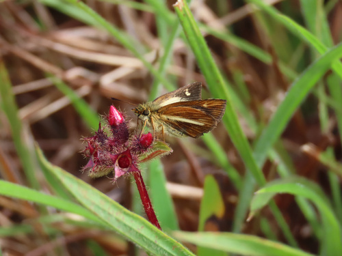 hedge-hopper
