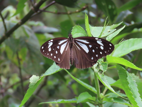 Ceylon tiger
