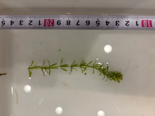 Hydrilla verticillata observed 2026-10-12