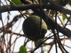 Citrus × aurantiifolia