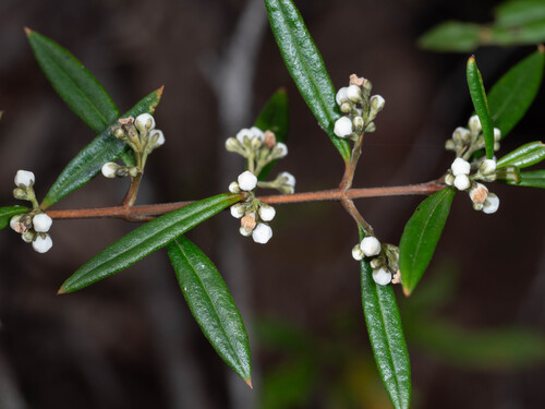Logania albiflora observed 2026-10-13