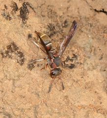 Antepipona