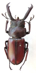 Weinreichius perroti