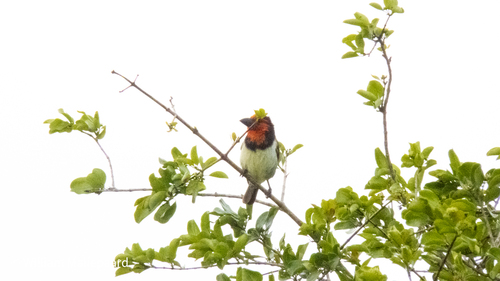 iNaturalist image