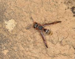 Antepipona