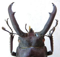 Weinreichius perroti