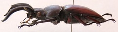 Weinreichius perroti