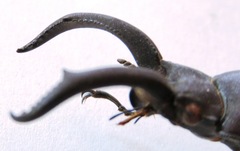 Weinreichius perroti